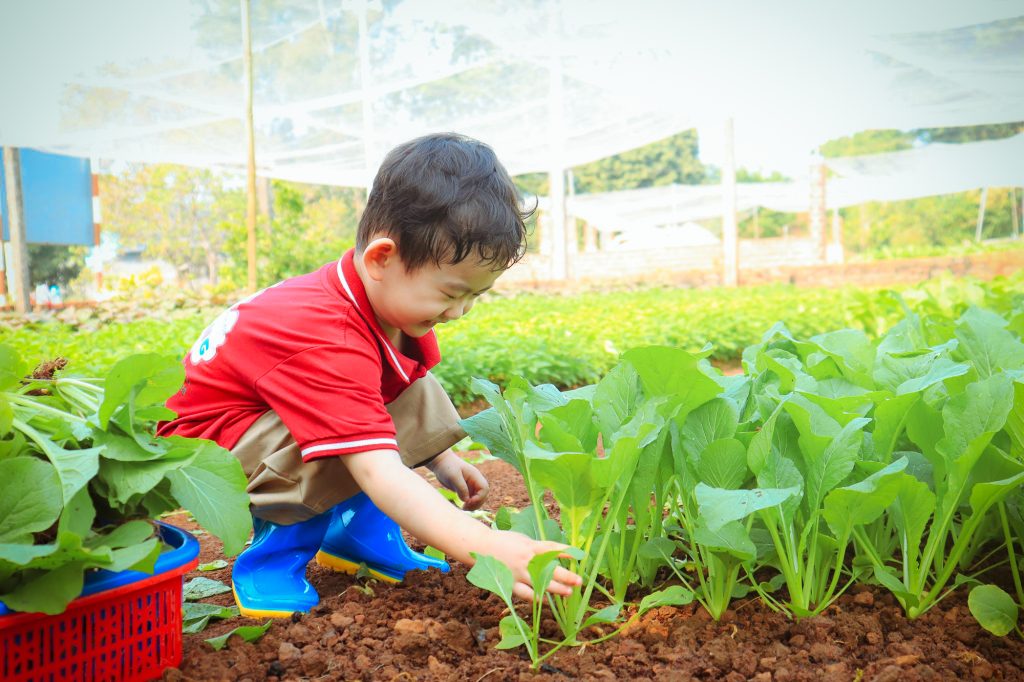 Hoạt động tham quan Nông trại Sunfarm