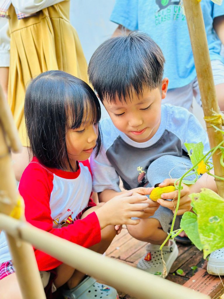 thu hoach rau xanh Tai Truong Mam Non Than Dong Ta Be 1