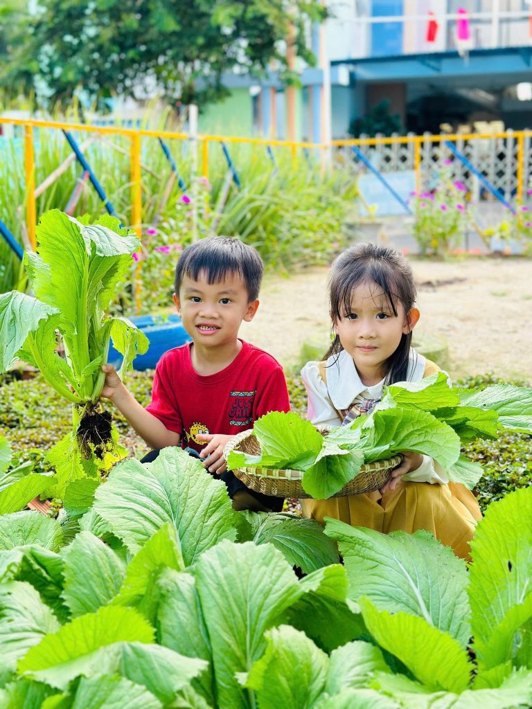 thu hoach rau xanh Tai Truong Mam Non Than Dong Ta Be 11