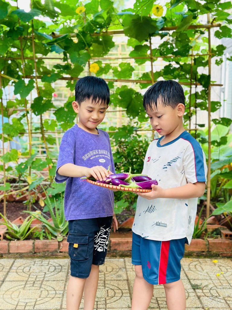 thu hoach rau xanh Tai Truong Mam Non Than Dong Ta Be 2